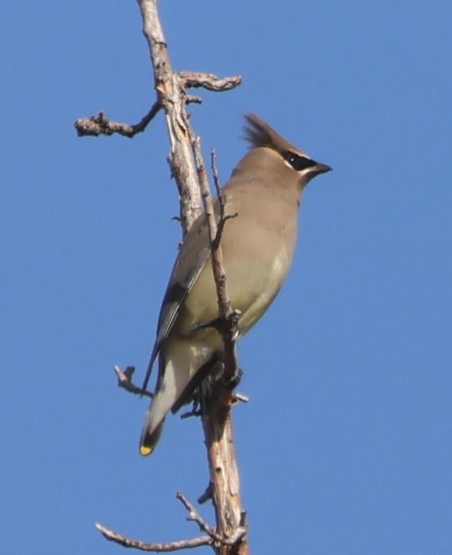 Cedar Waxwing - ML643576147