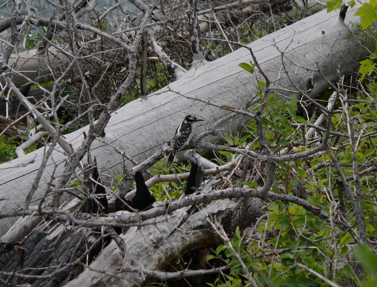 Hairy Woodpecker - ML643576157