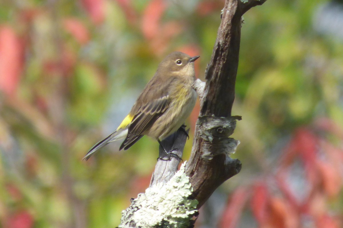 Yellow-rumped Warbler - ML643576158