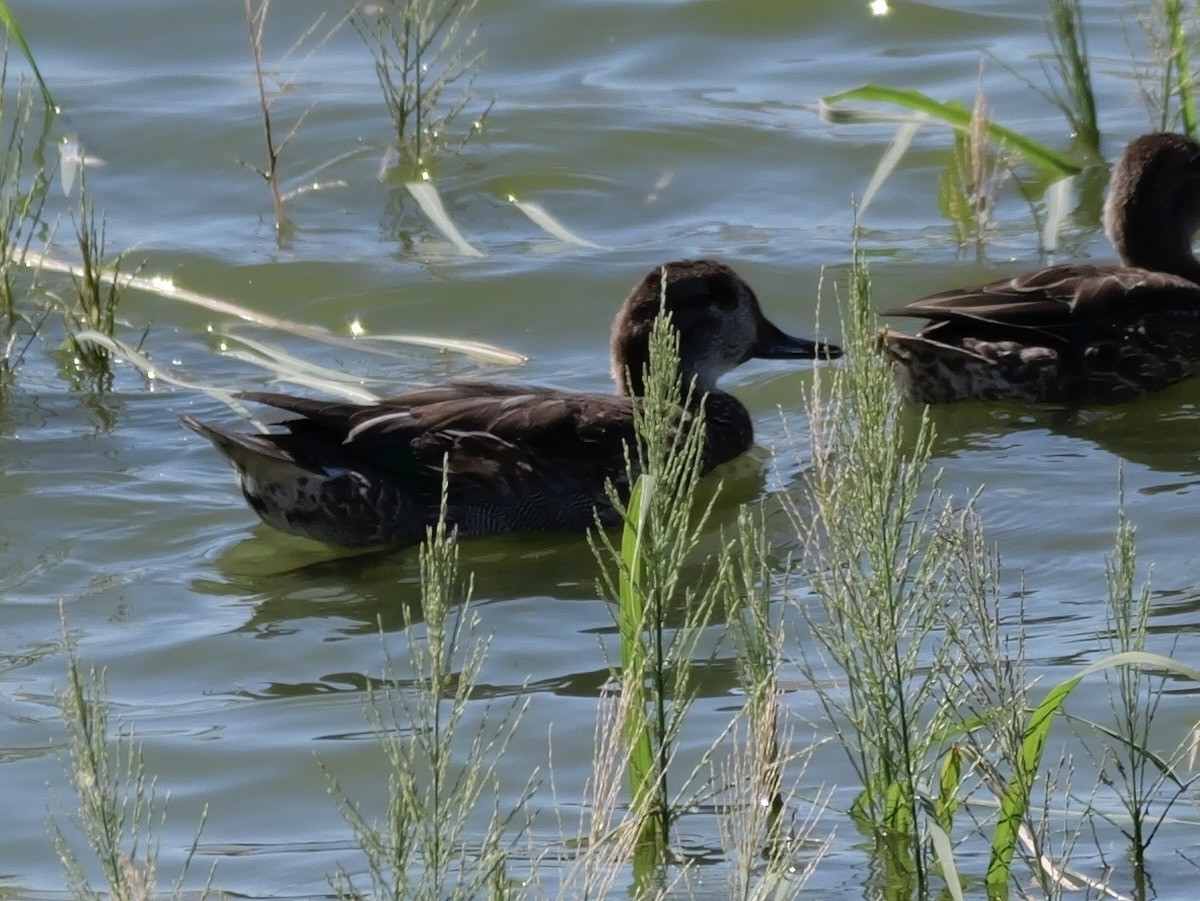 Green-winged Teal - ML643576159