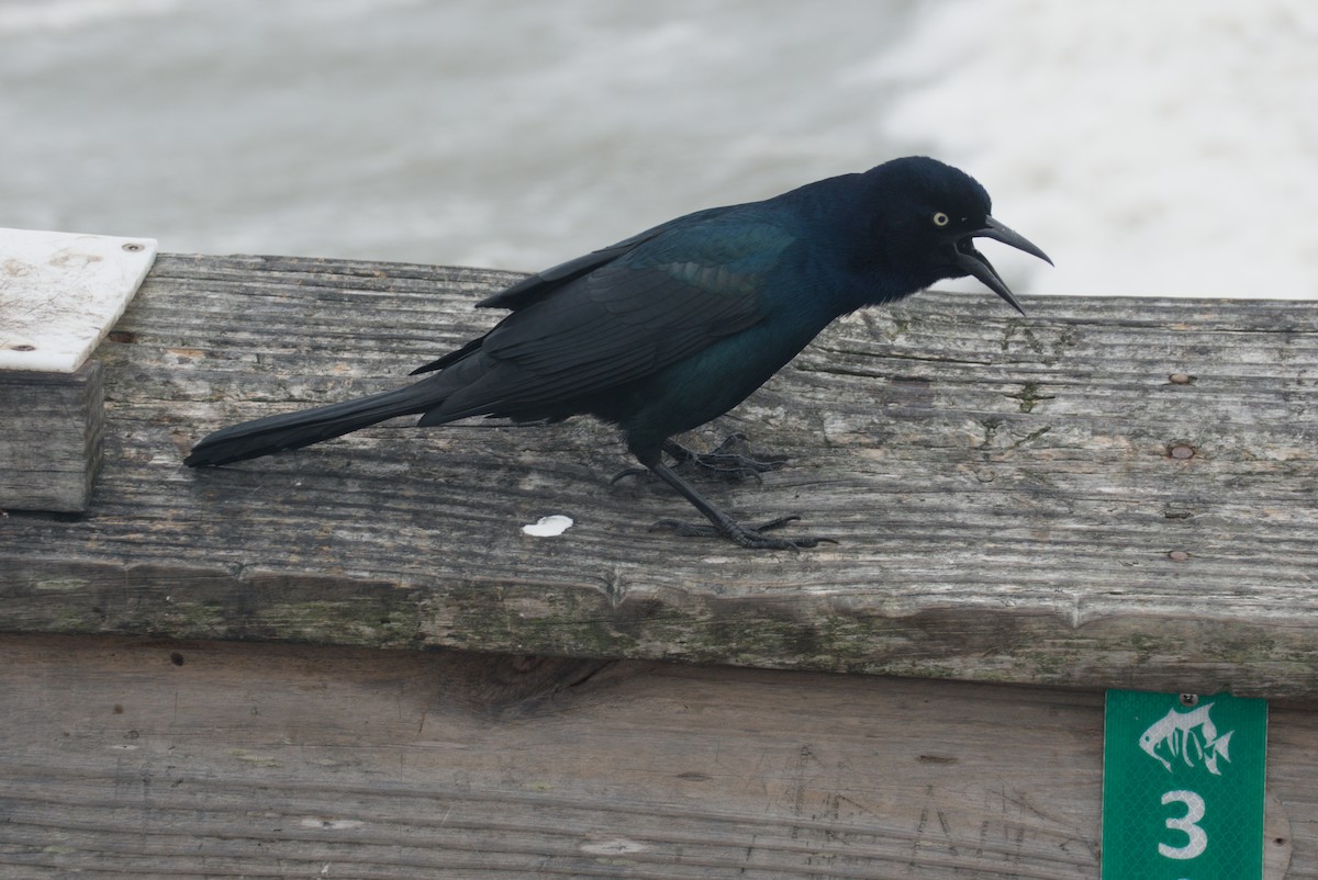 Boat-tailed Grackle - ML643576161