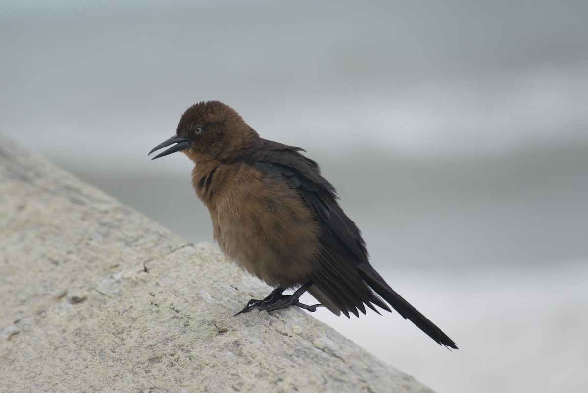 Boat-tailed Grackle - ML643576162