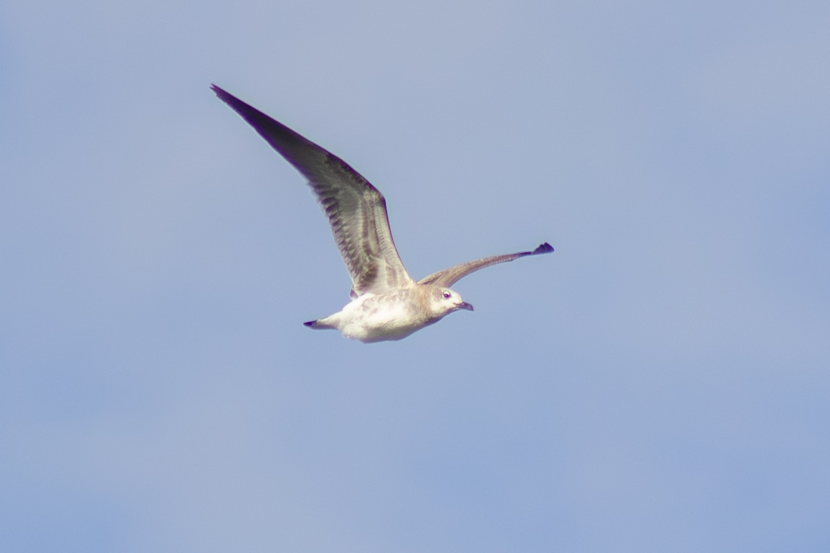 Laughing Gull - ML643576169