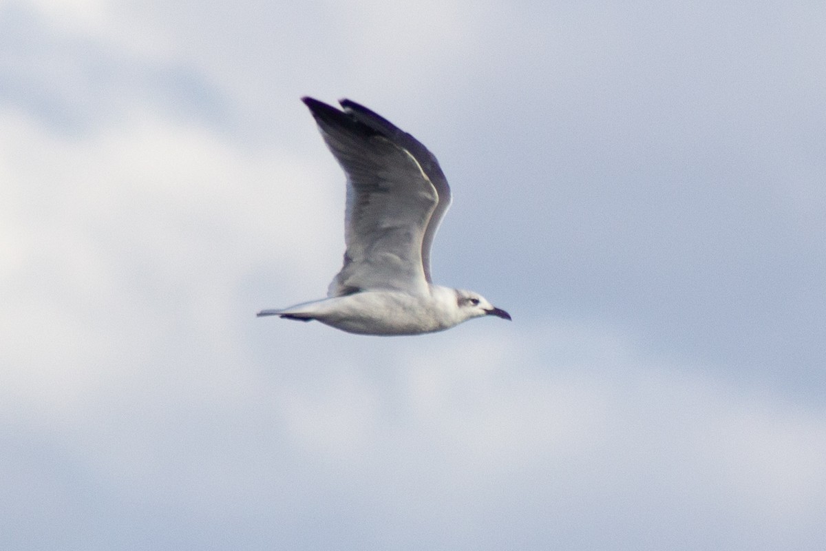 Laughing Gull - ML643576170