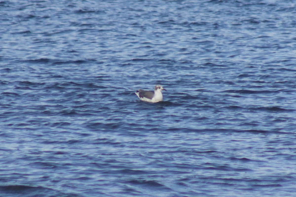 Laughing Gull - ML643576171