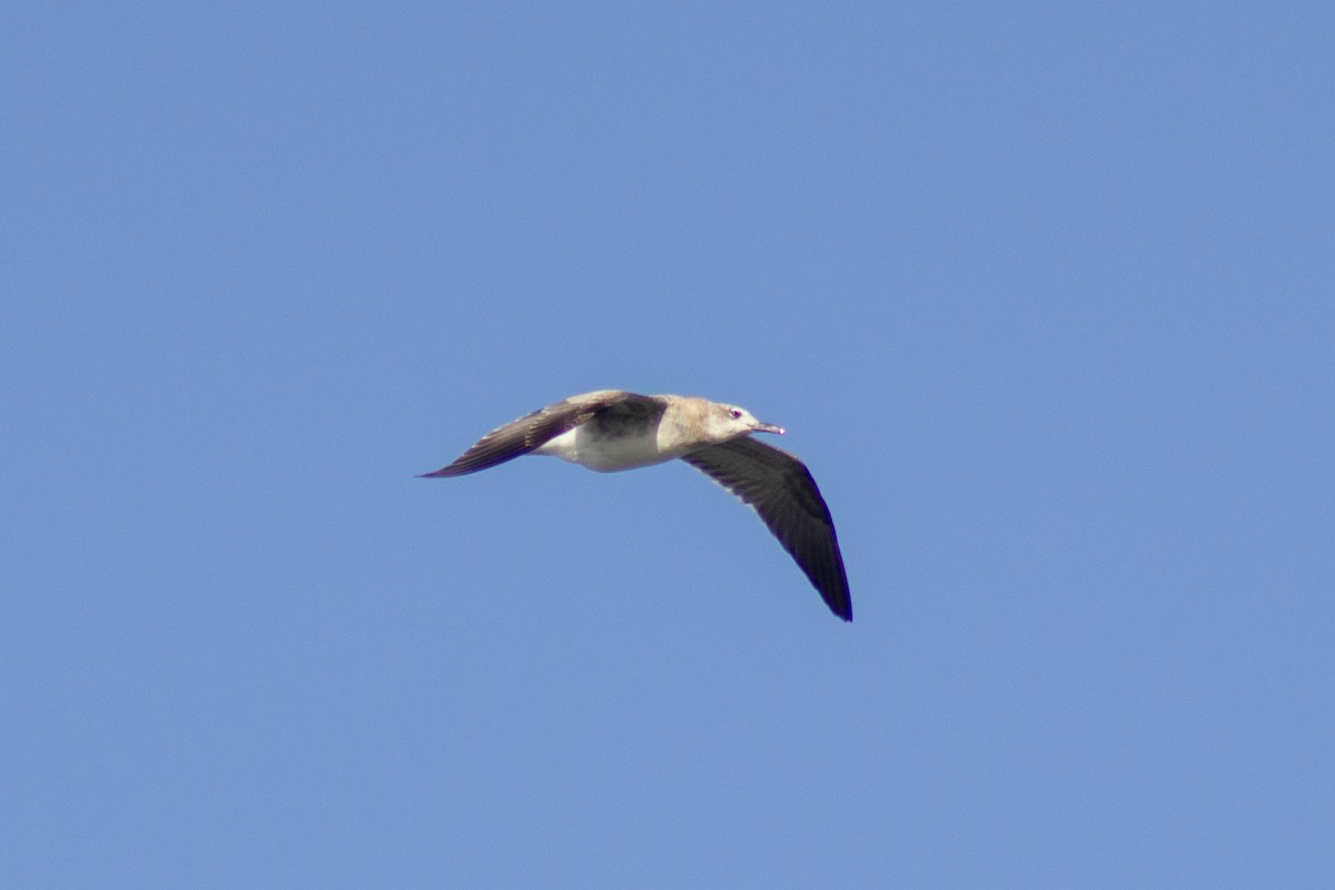 Laughing Gull - ML643576172