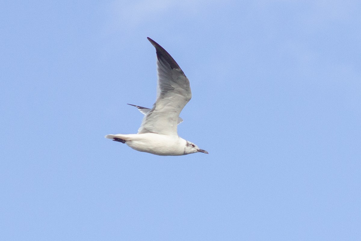 Laughing Gull - ML643576173