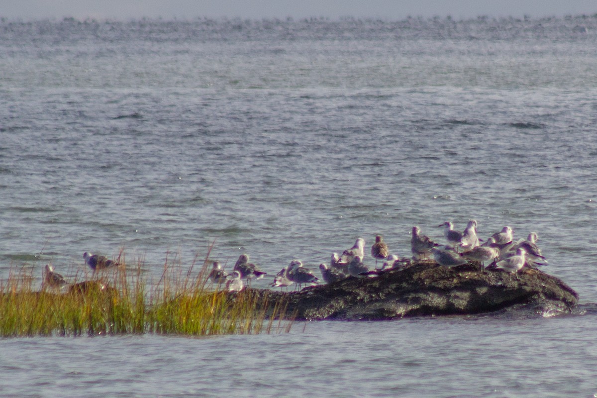 Laughing Gull - ML643576174