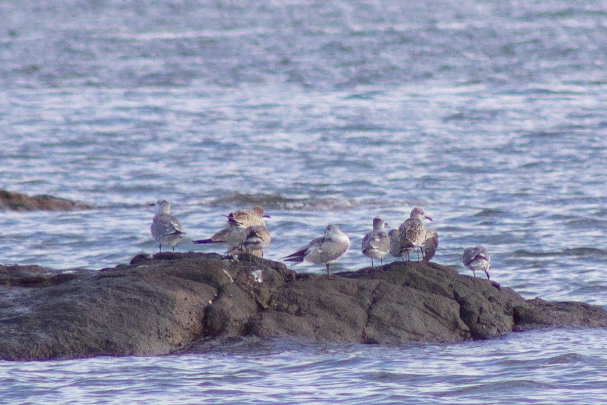 Laughing Gull - ML643576175