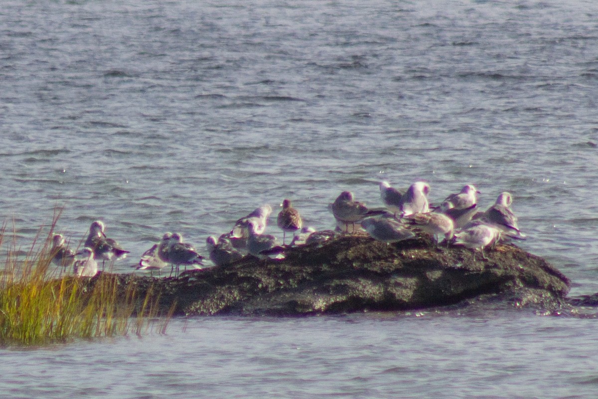 Laughing Gull - ML643576176