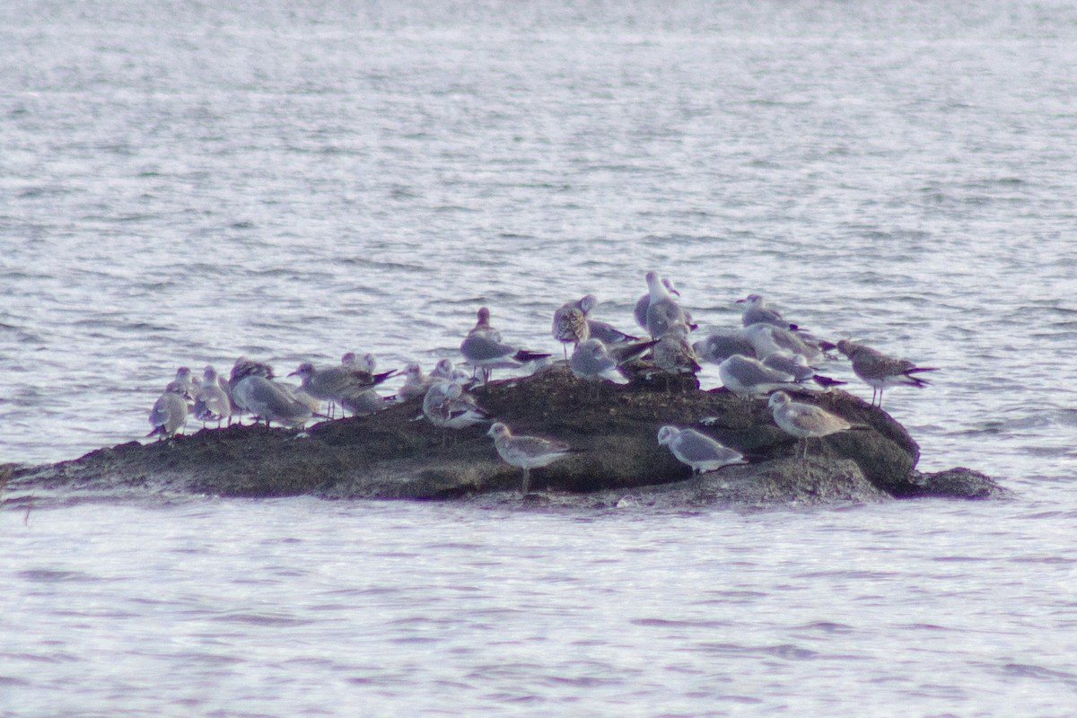 Laughing Gull - ML643576177