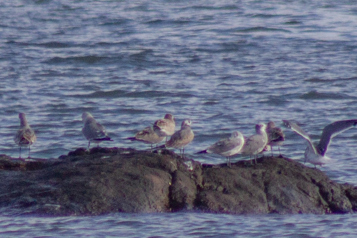 Laughing Gull - ML643576178