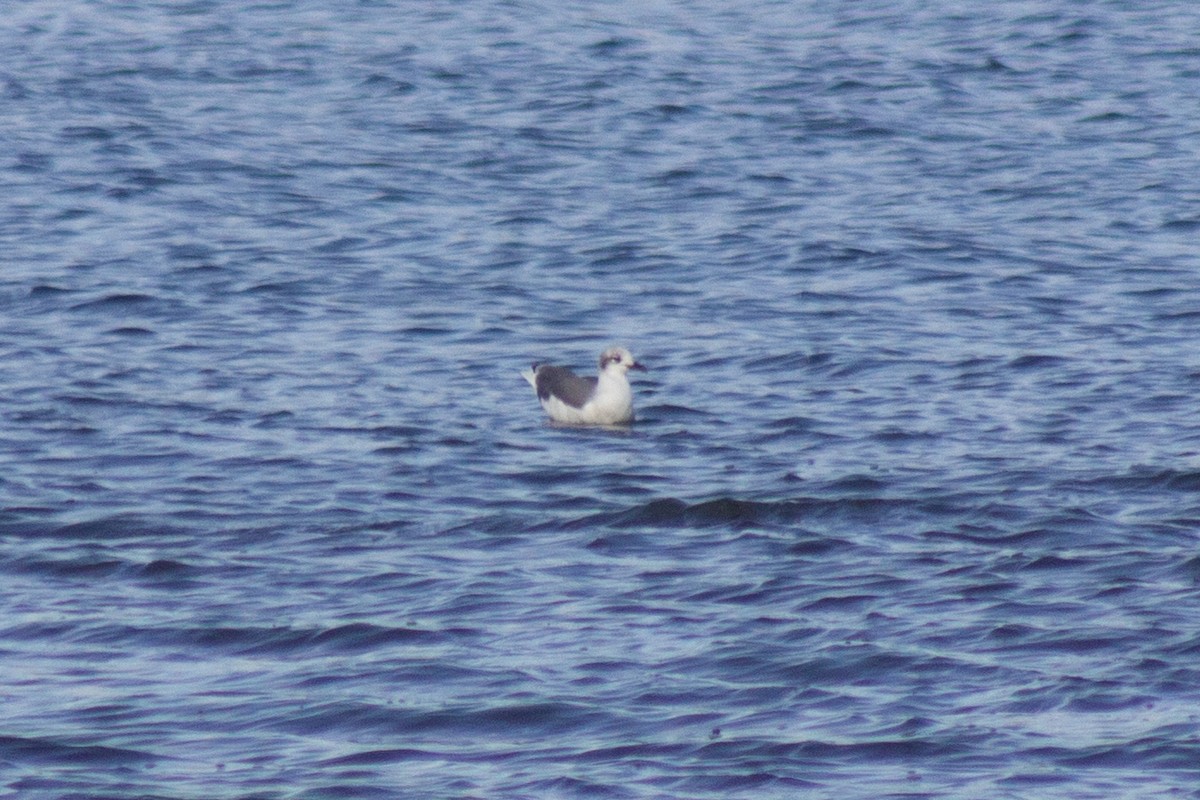 Laughing Gull - ML643576179