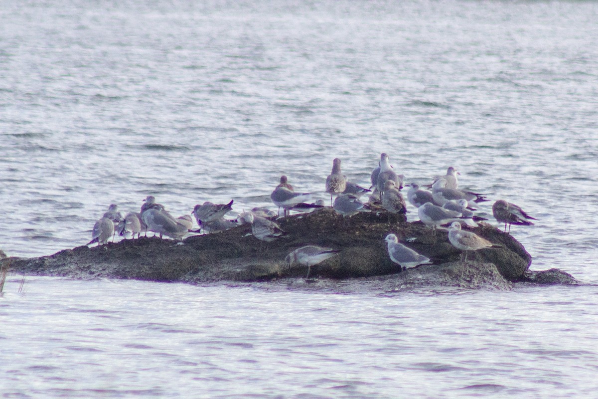 Laughing Gull - ML643576180