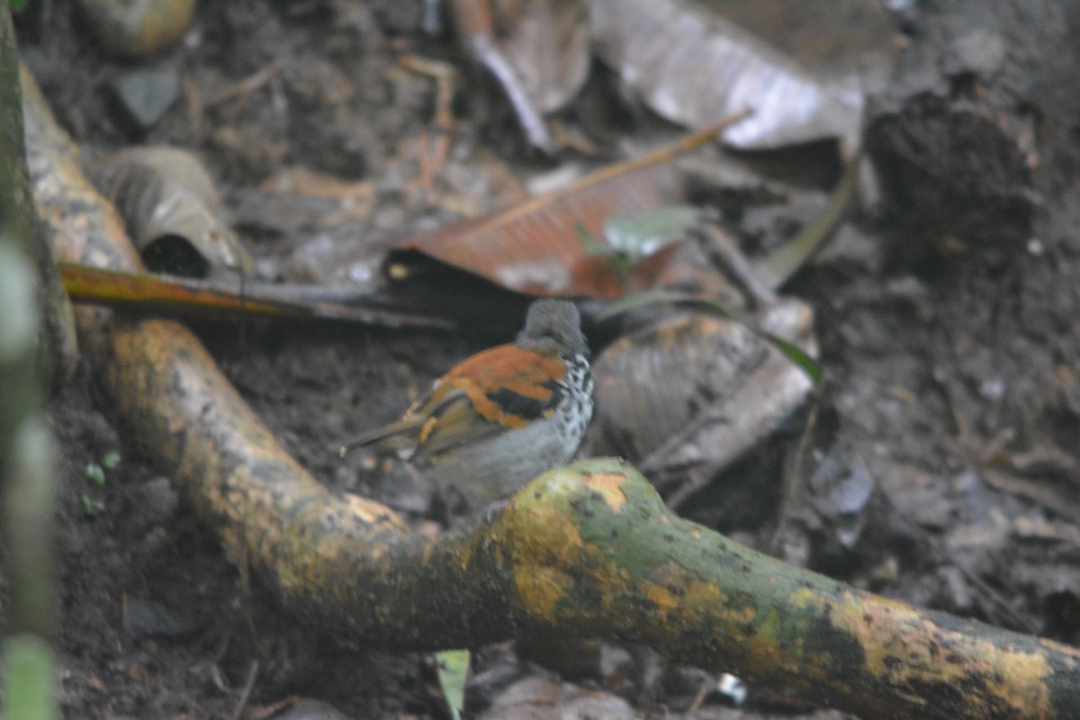 Spotted Antbird - ML643576199