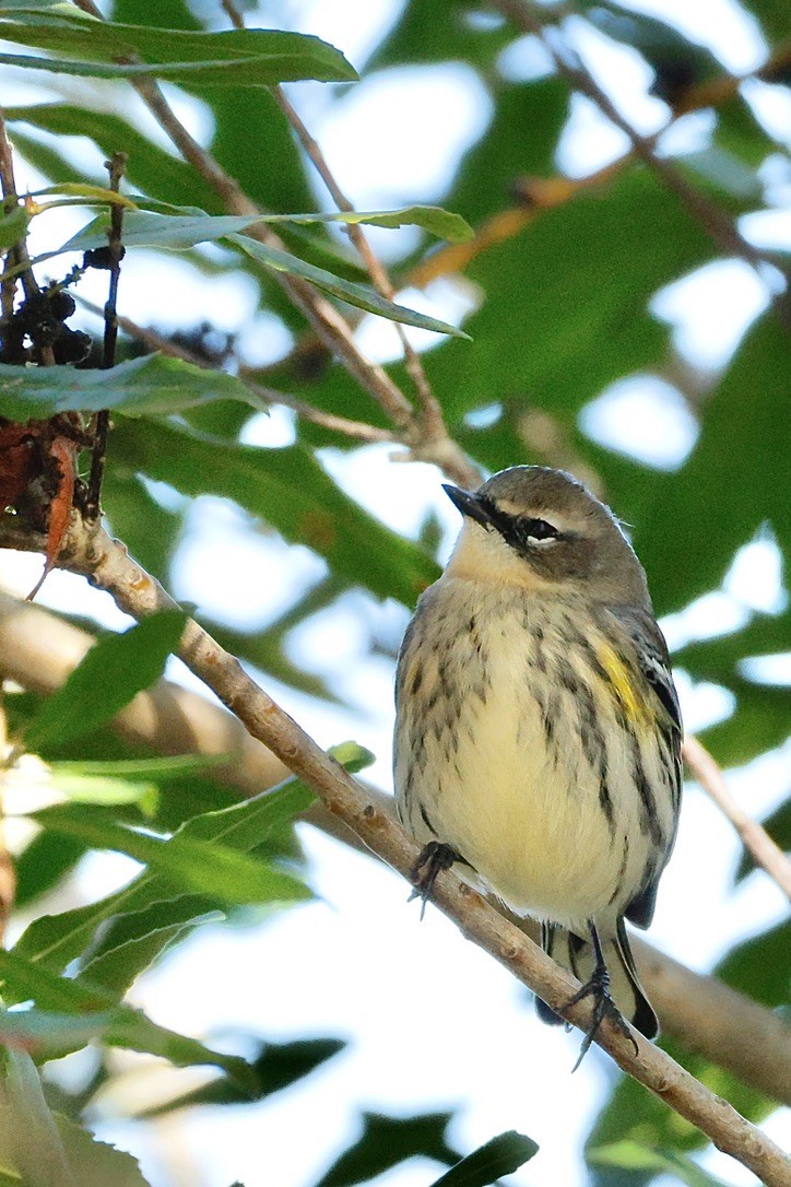 Yellow-rumped Warbler - ML643576204