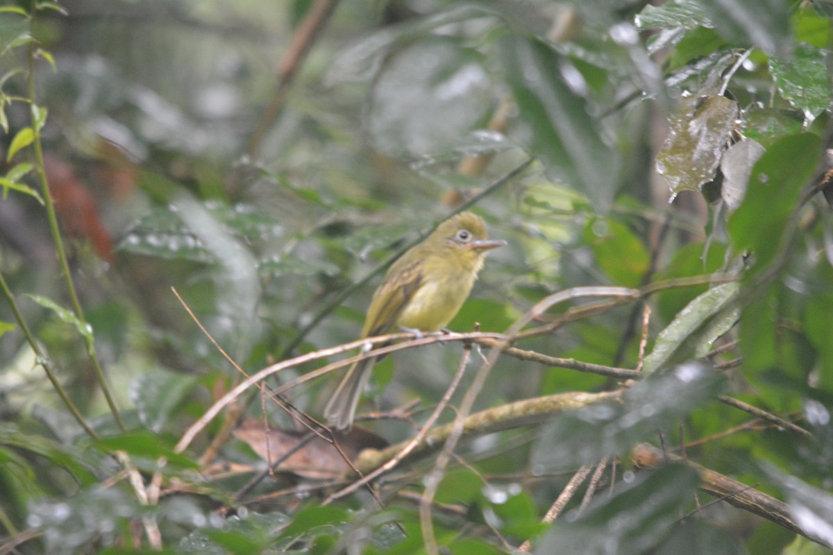 Western Olivaceous Flatbill - ML643576220