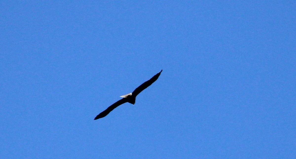 Bald Eagle - ML643576223
