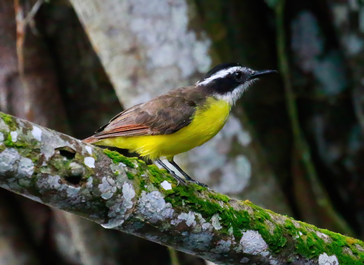 Lesser Kiskadee - ML643576227