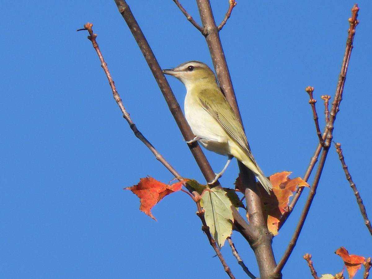 Red-eyed Vireo - ML643576230