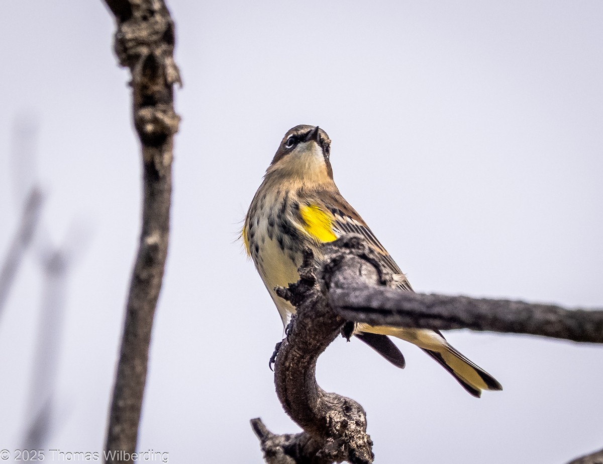 Yellow-rumped Warbler (Myrtle) - ML643576233