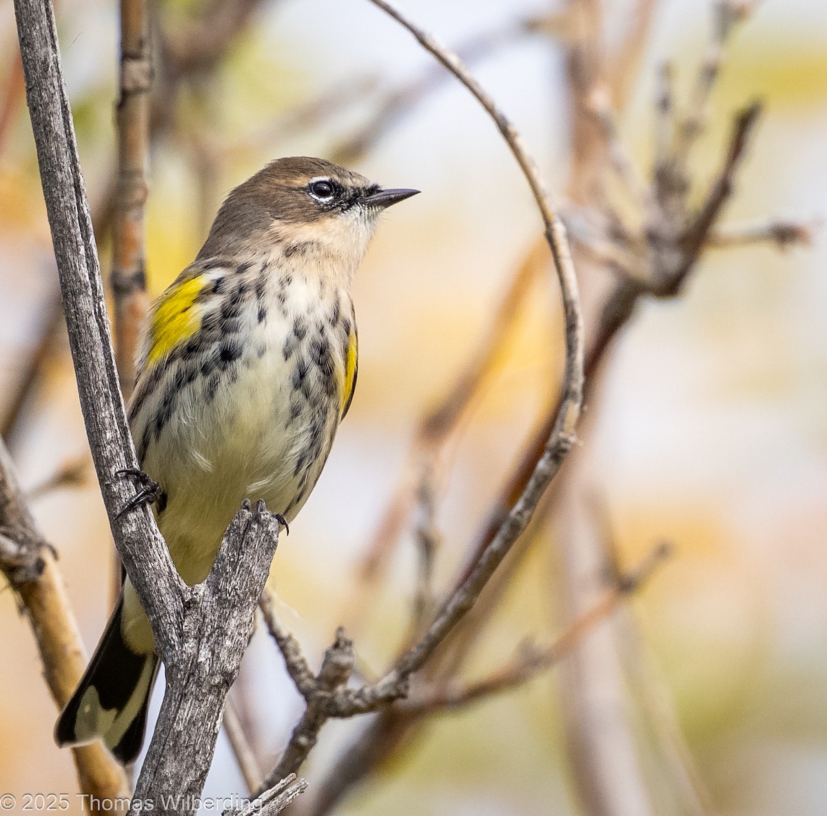 Yellow-rumped Warbler (Myrtle) - ML643576234
