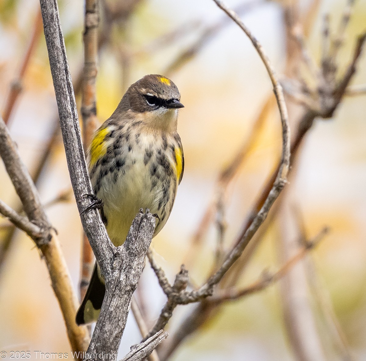 Yellow-rumped Warbler (Myrtle) - ML643576235