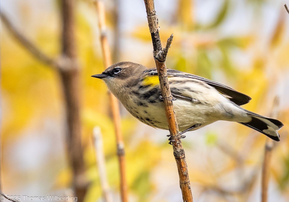 Yellow-rumped Warbler (Myrtle) - ML643576236