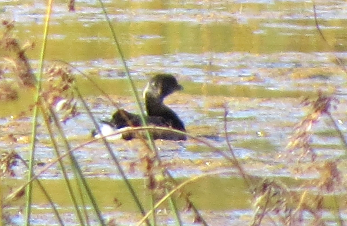Pied-billed Grebe - ML643576240