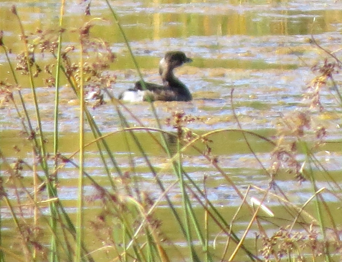 Pied-billed Grebe - ML643576247