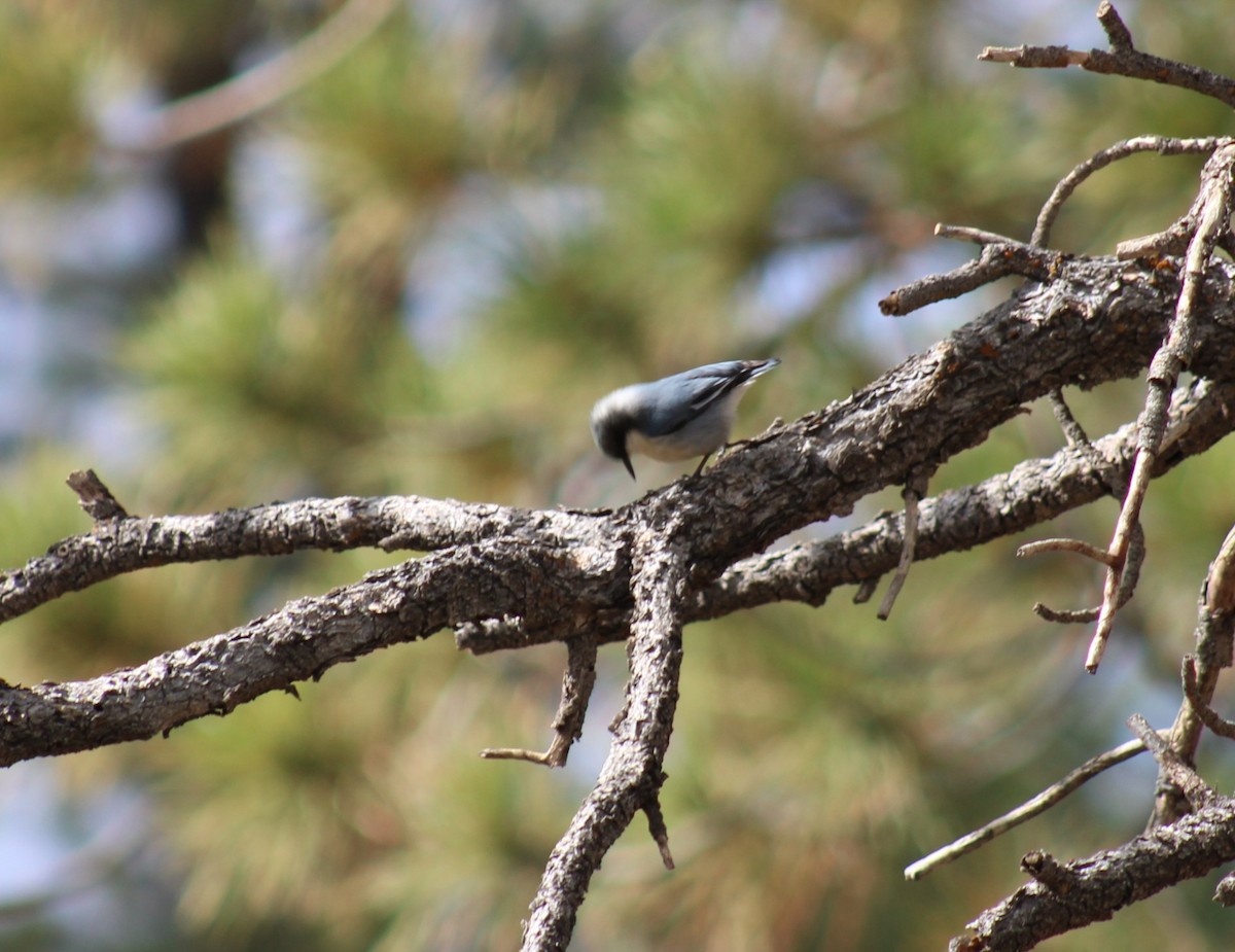 Pygmy Nuthatch - ML643576249