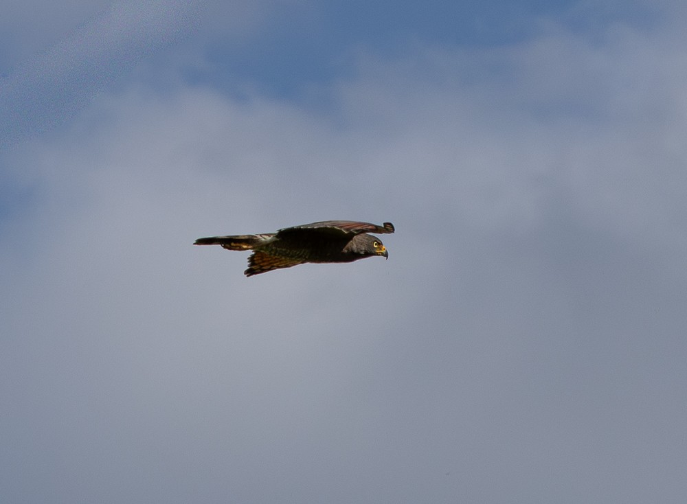 Roadside Hawk - ML643576254