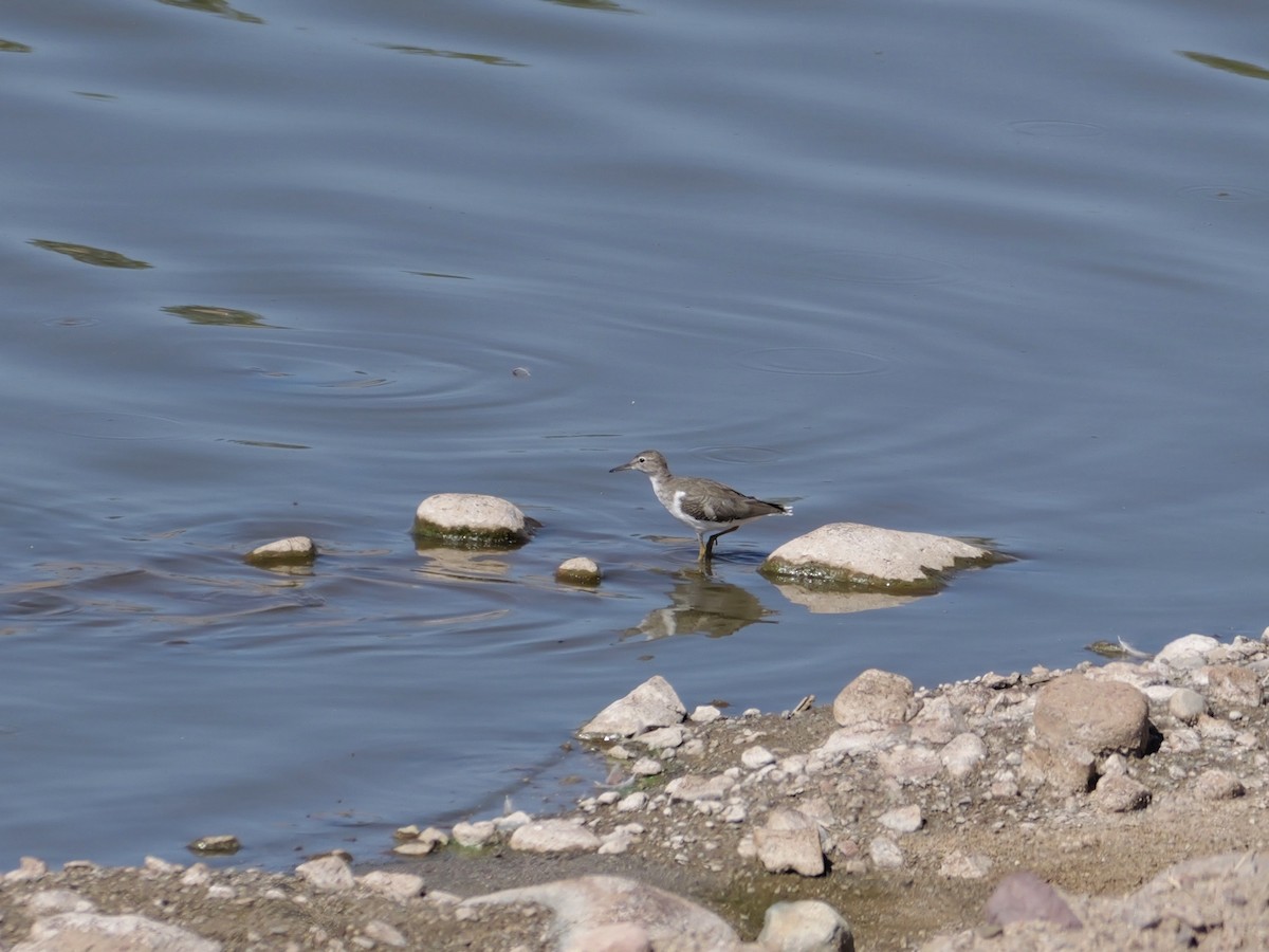 Spotted Sandpiper - ML643576259