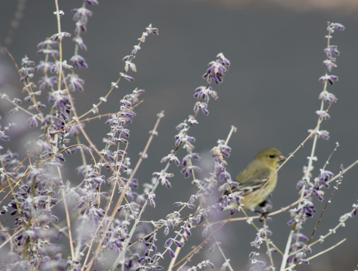Lesser Goldfinch - ML643576264