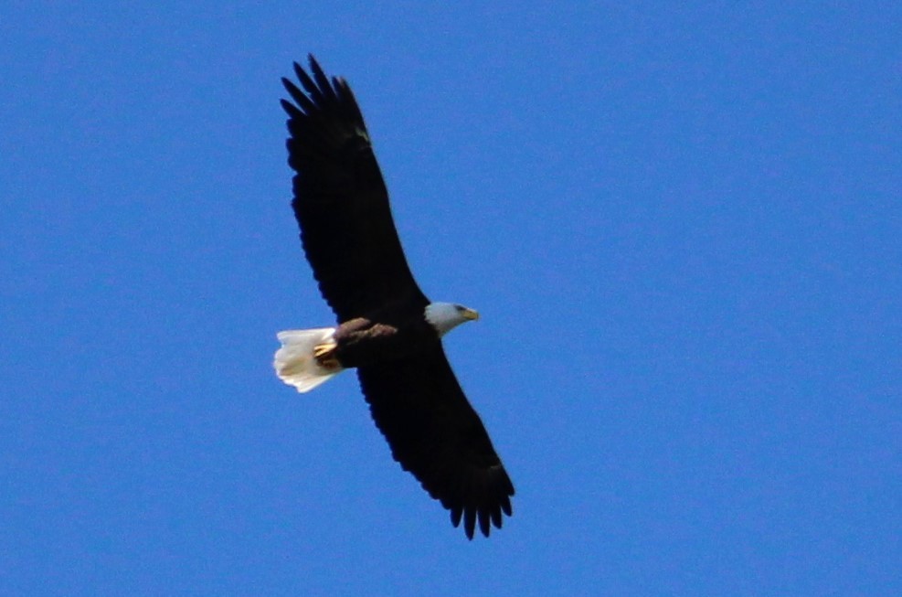 Bald Eagle - ML643576267