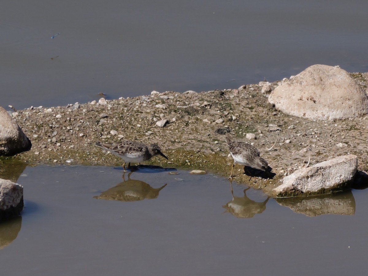 Least Sandpiper - ML643576278