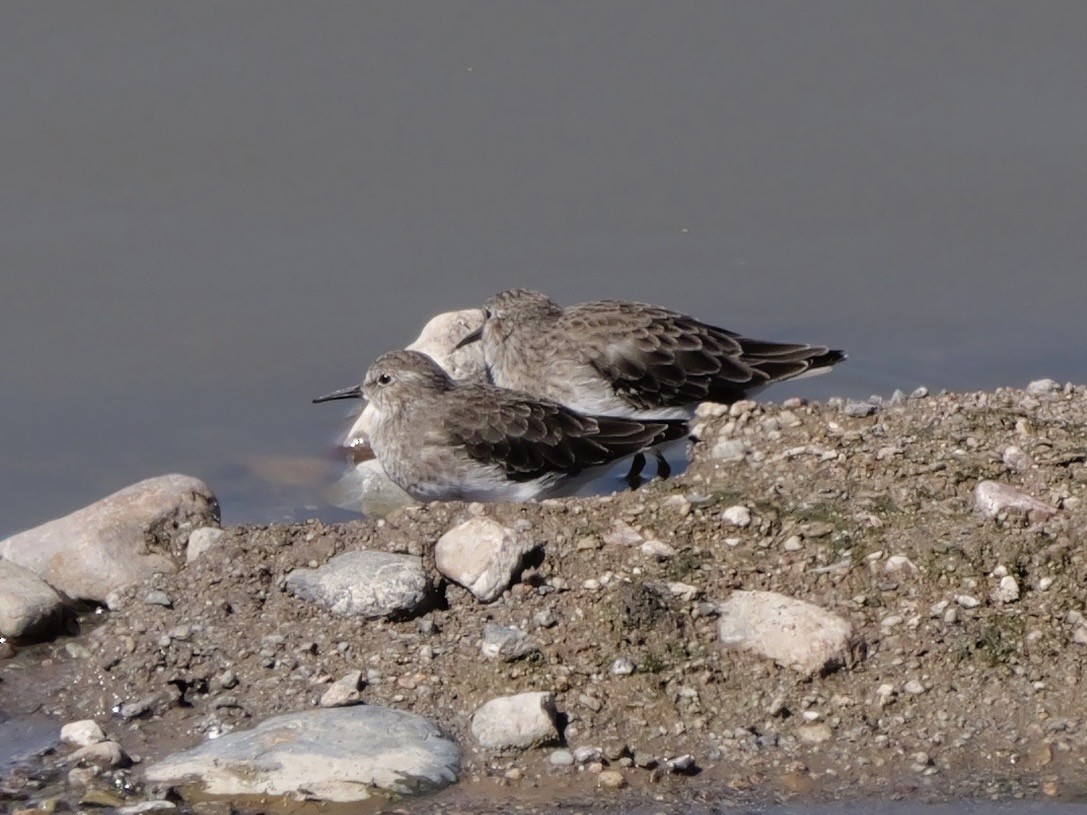 Least Sandpiper - ML643576279