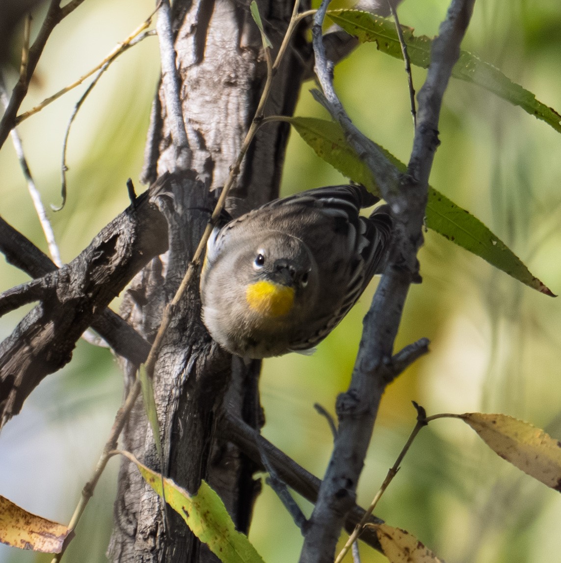 Yellow-rumped Warbler - ML643576284