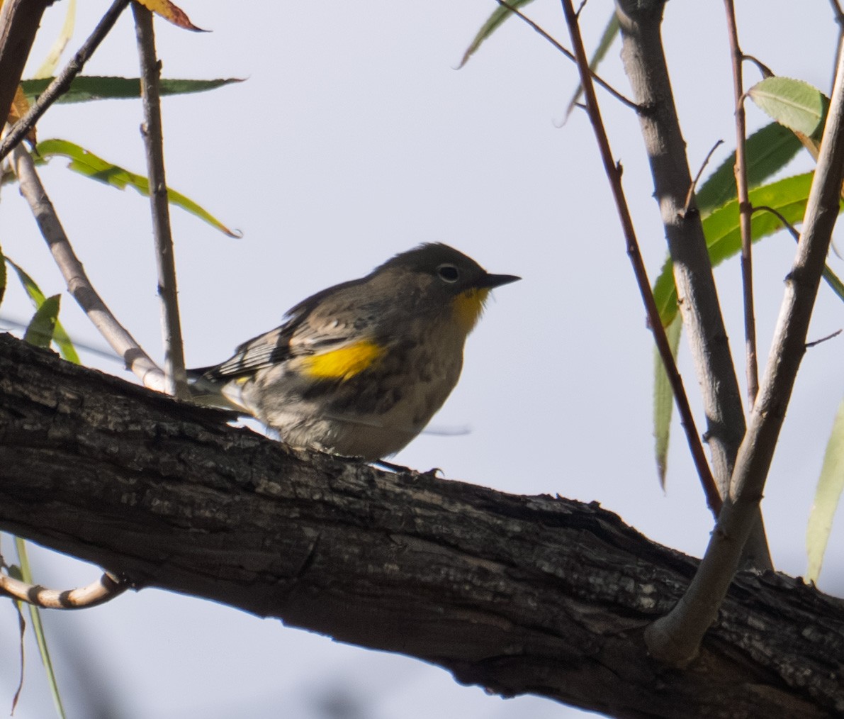 Yellow-rumped Warbler - ML643576285