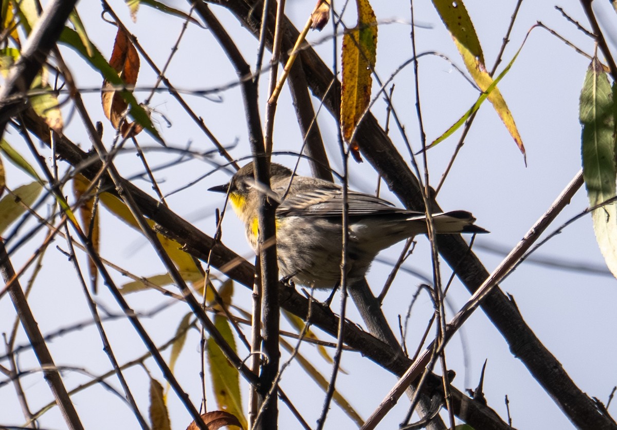 Yellow-rumped Warbler - ML643576286