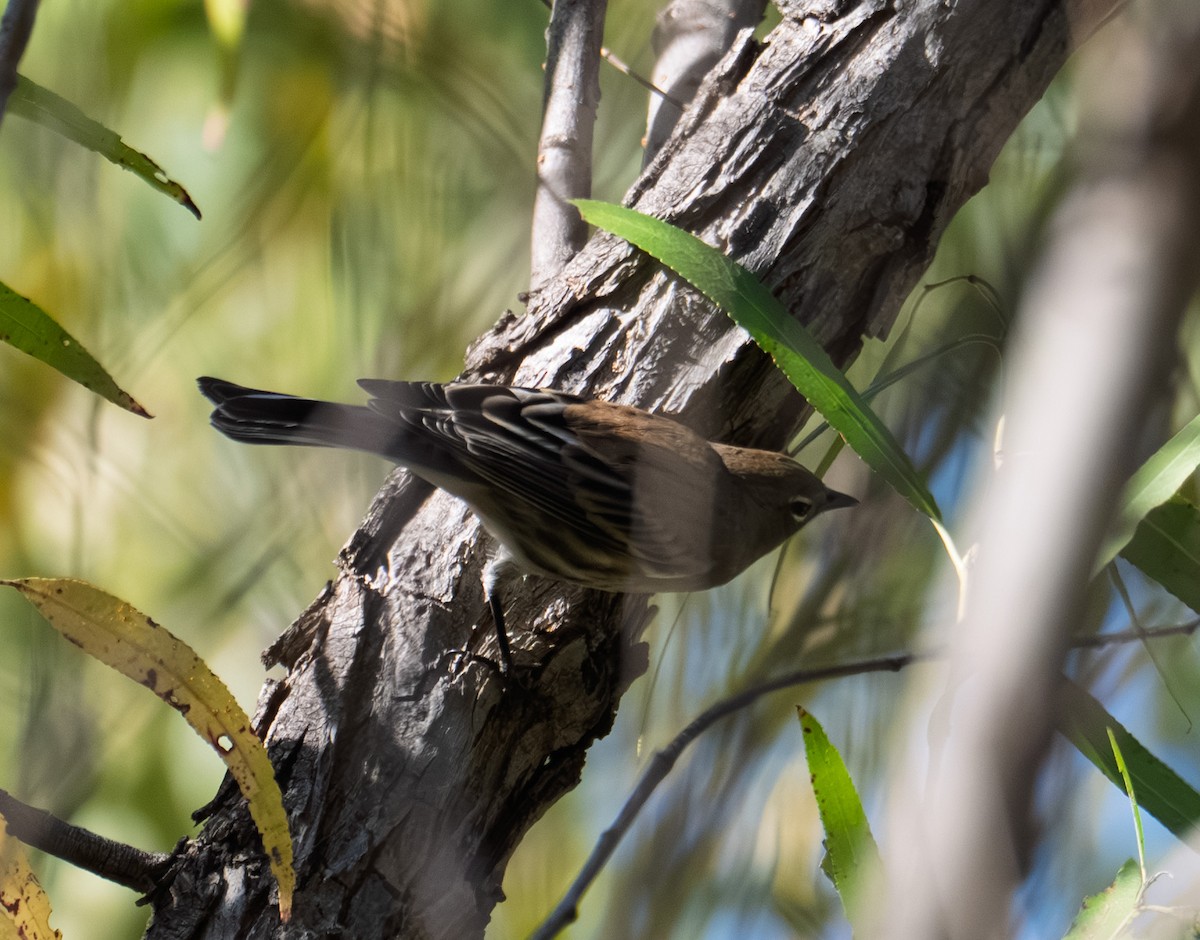 Yellow-rumped Warbler - ML643576287