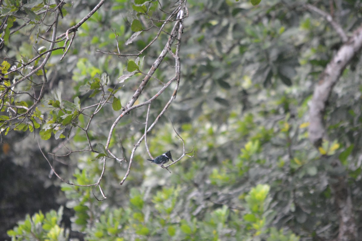 Amazon Kingfisher - ML643576289