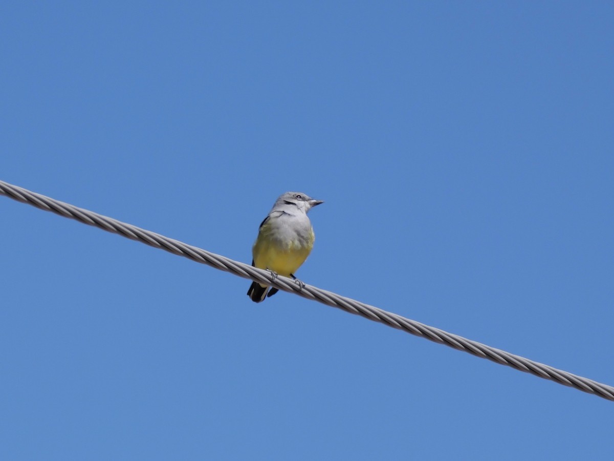 Western Kingbird - ML643576291