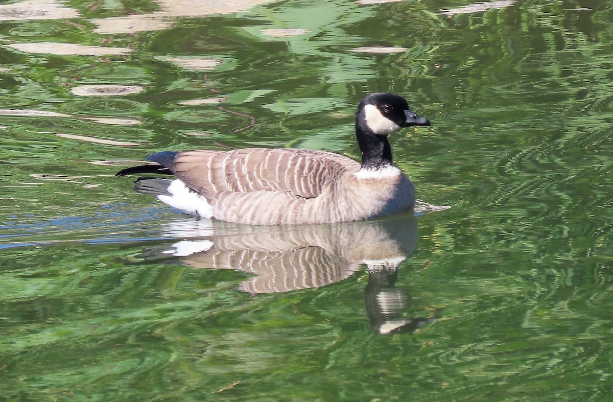 Cackling Goose (Aleutian) - ML643576295