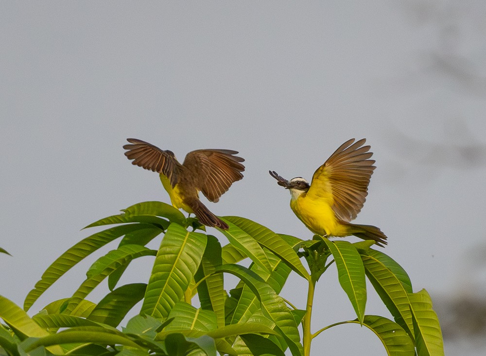 Rusty-margined Flycatcher - ML643576301