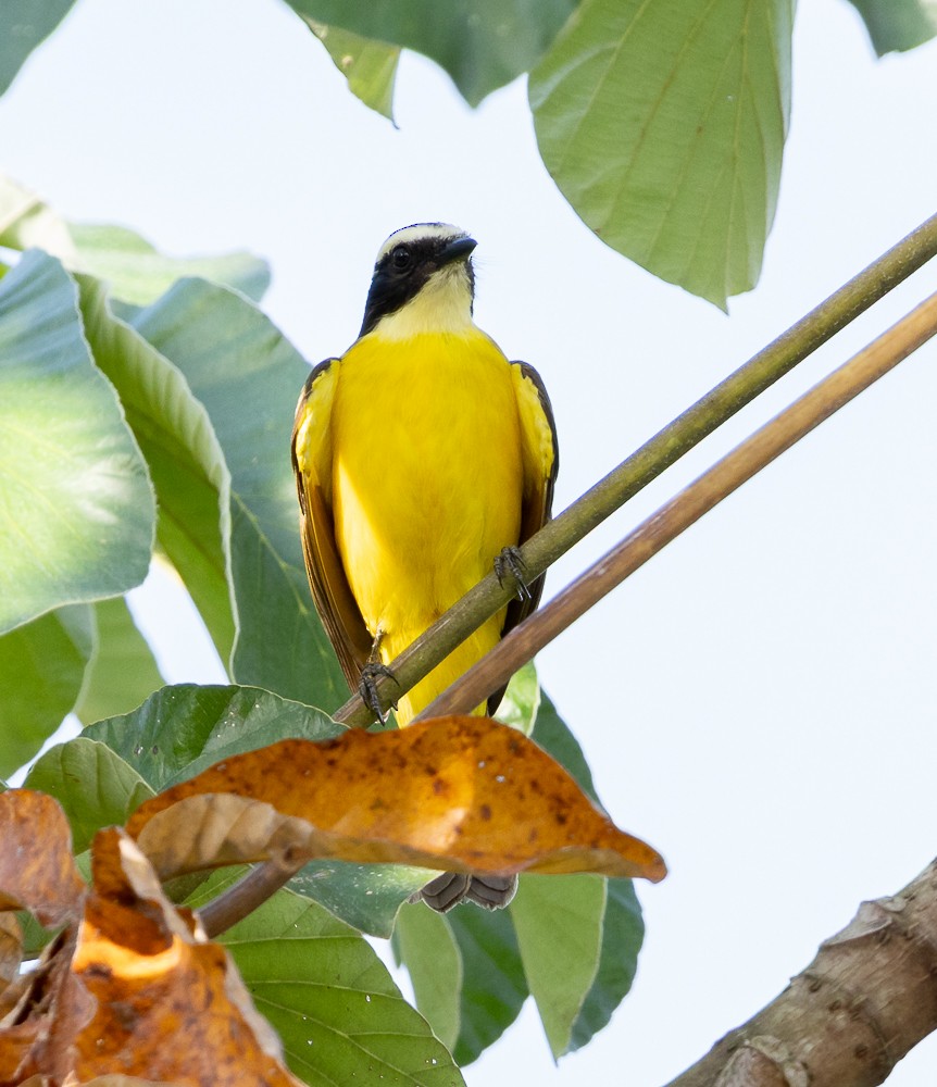Rusty-margined Flycatcher - ML643576302