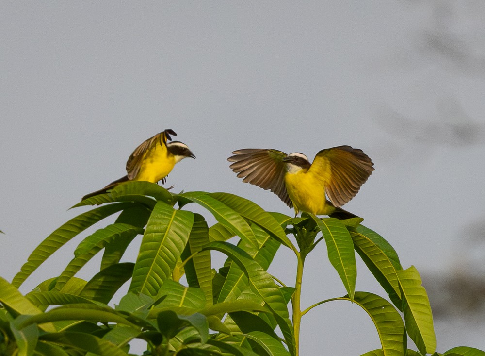 Rusty-margined Flycatcher - ML643576303