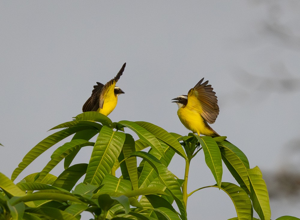 Rusty-margined Flycatcher - ML643576304