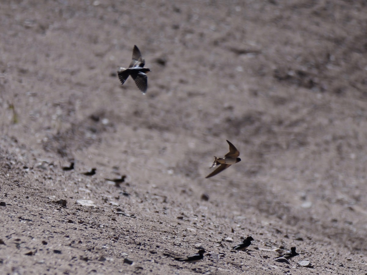 Barn Swallow (American) - ML643576309