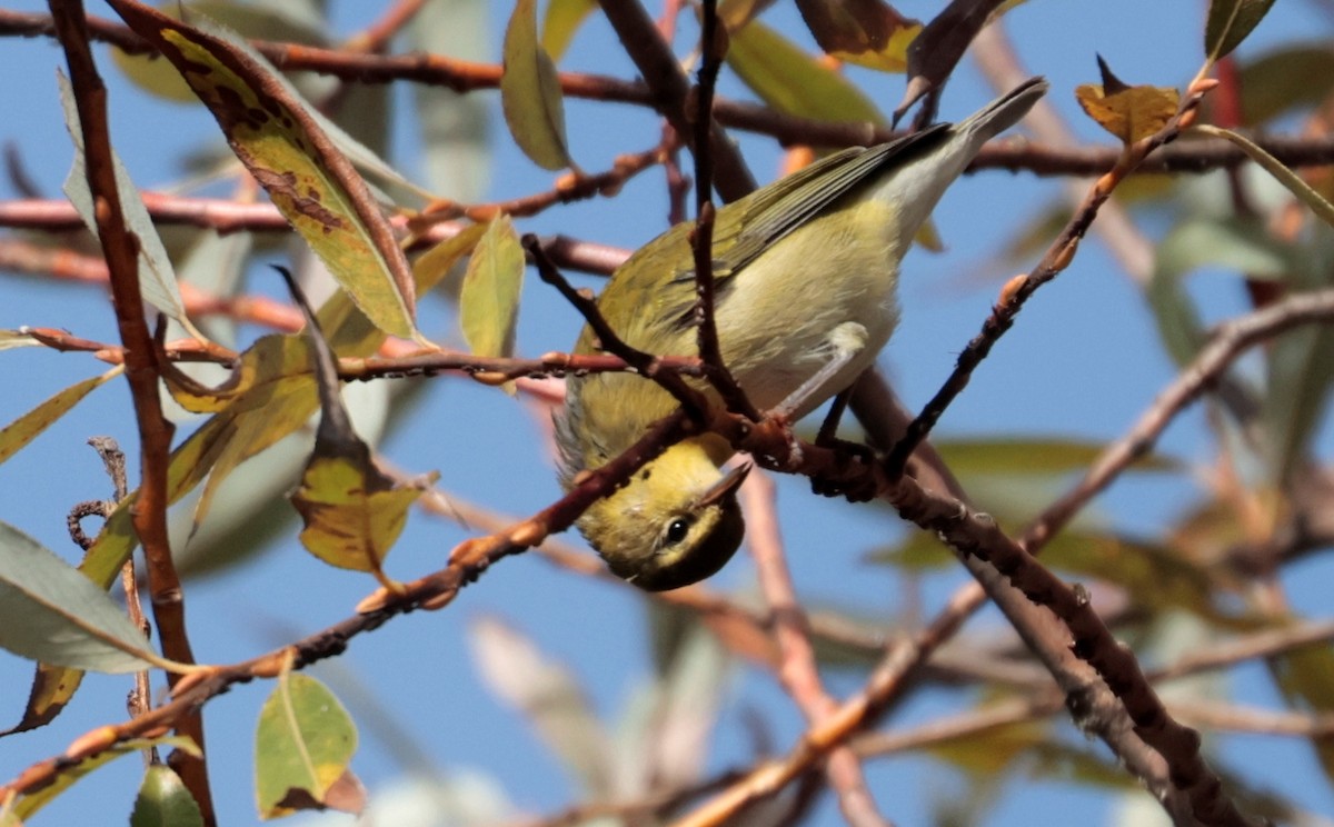 Tennessee Warbler - ML643576310
